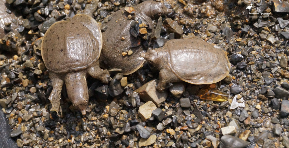    Фото: пресс-служба Минприроды России