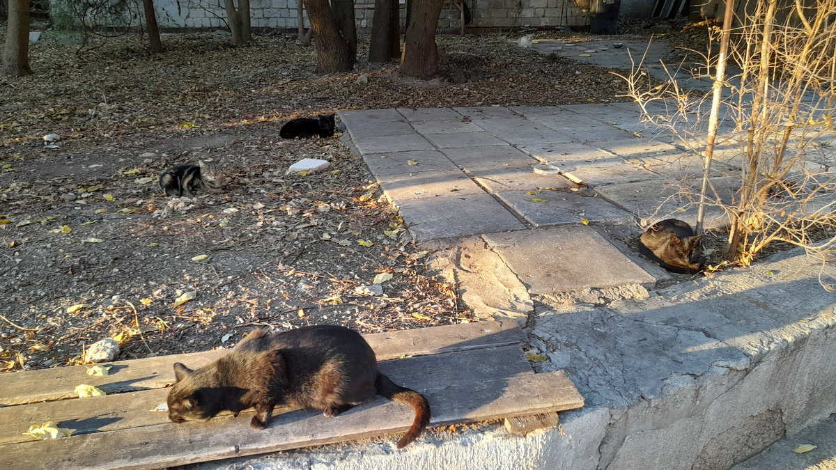 Эти милые создания буквально повсюду