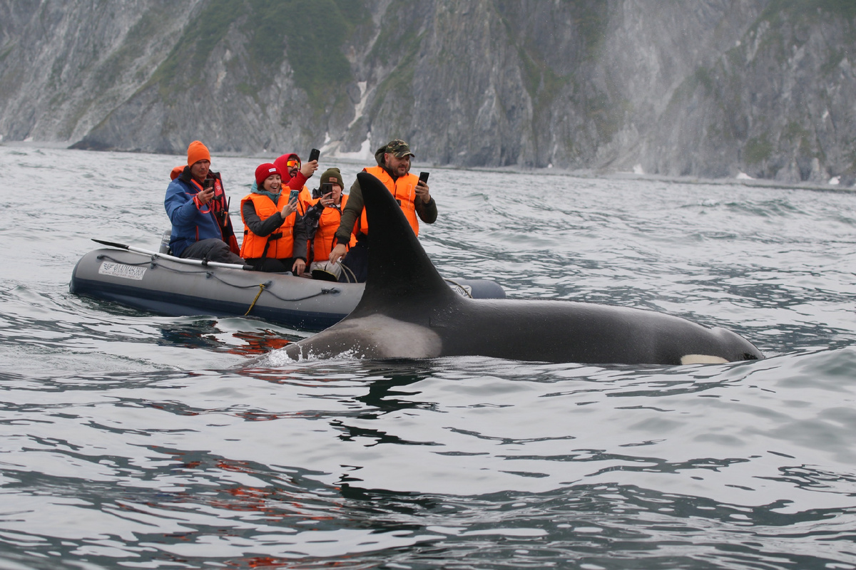 Группа туристов наблюдает косаток во время 5-дневного тура «КОСАТКИ» на катамаране Гросс. 