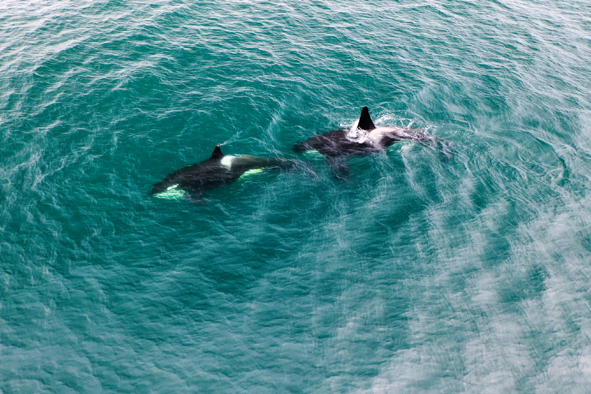 Фото с дрона с пролива Диксон. 