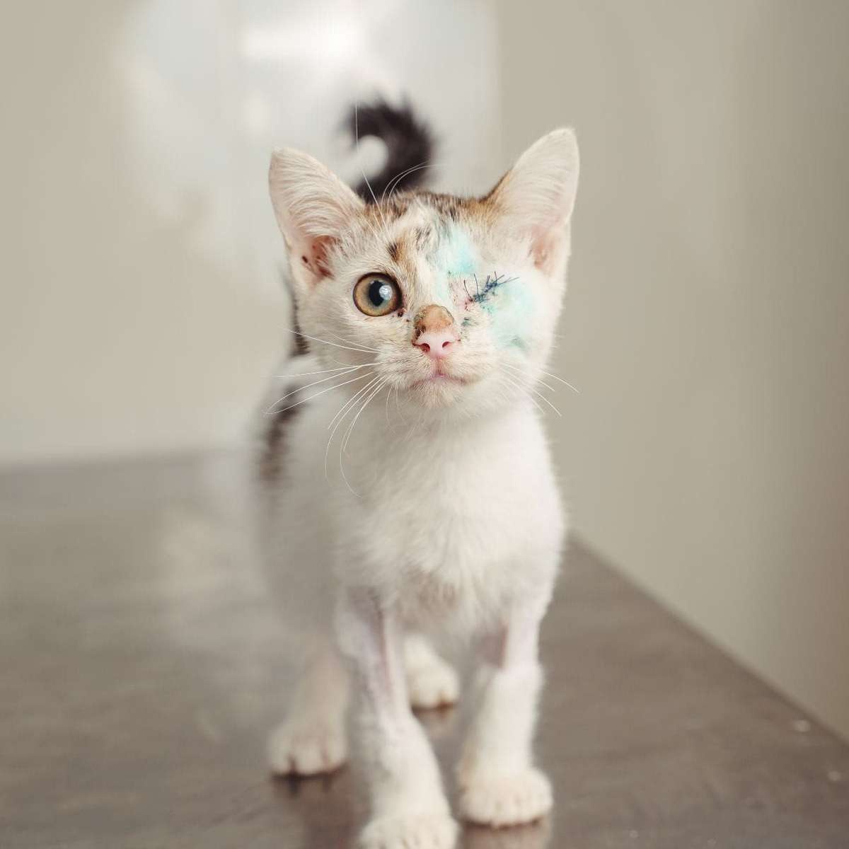 Вайт после операции проходит лечение в стационарном отделении для кошечек нашего госпиталя.