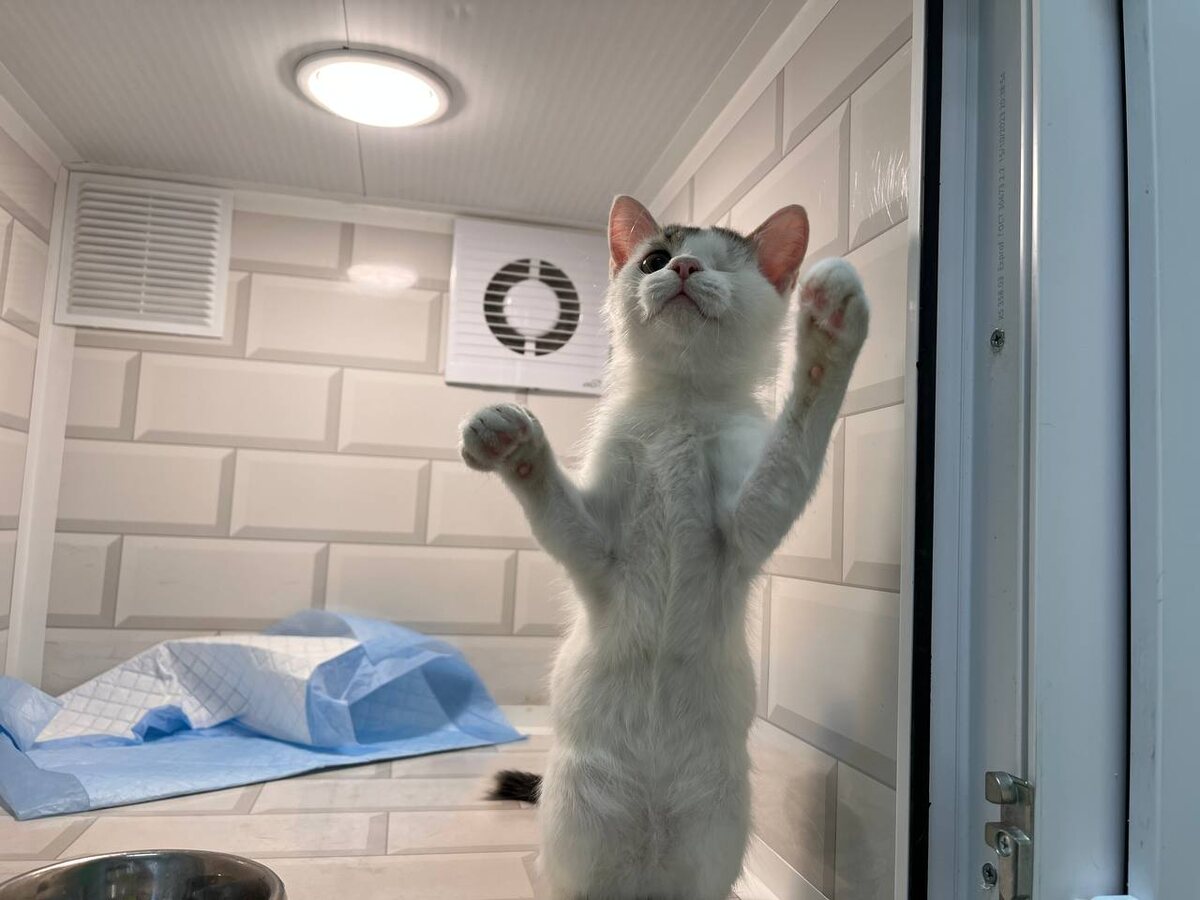 Вайт сильно изменился, не правда ли?