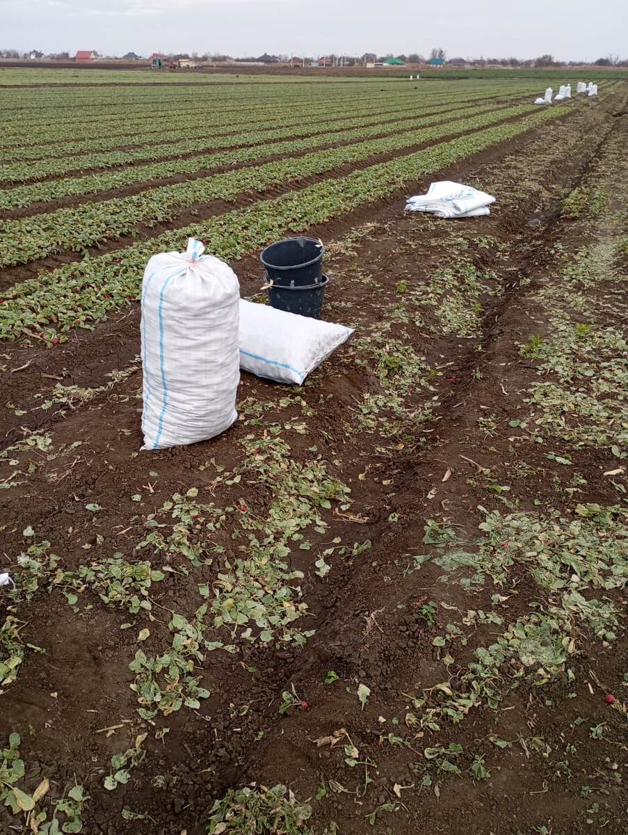 Фото автора, редисовы поля, ноябрь 2024