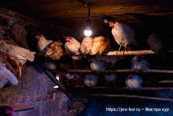 Когда включать свет в курятнике зимой и когда выключать