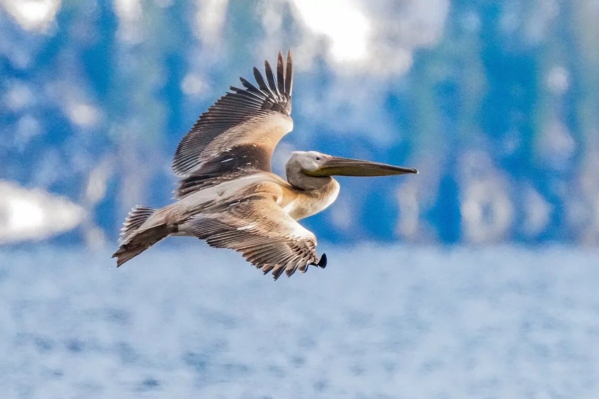    Молодые пеликаны отстают от стаи из-за сильного ветра.