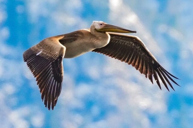    Пеликана видели в нескольких местах. Фото: Алтайский биосферный заповедник/ Татьяна Клименко и Роман Воробьев