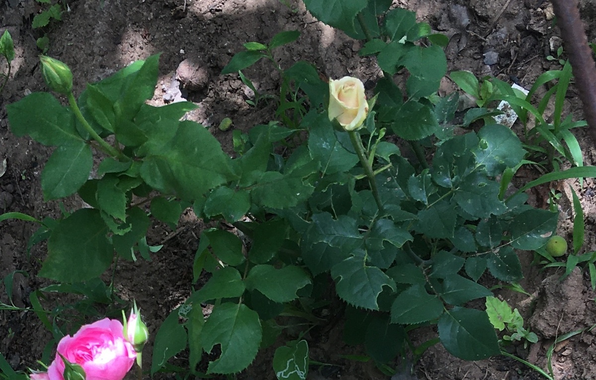 фото Екатерины