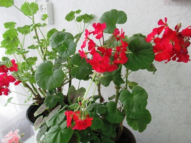старые кусты пеларгонии пересадила осенью без кардинальной обрезки, черенковать буду весной, фото от 18 ноября 2024 г