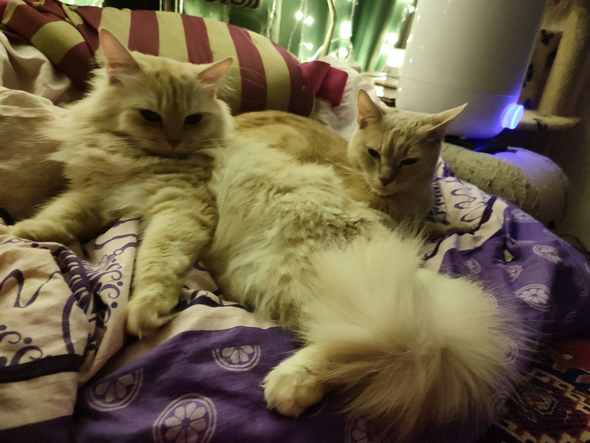 Разбавим текст волосатыми жепами