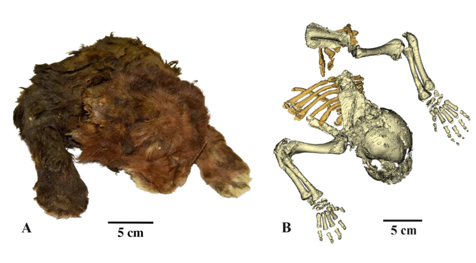   Alexey Lopatin et al. / Scientific Reports, 2024