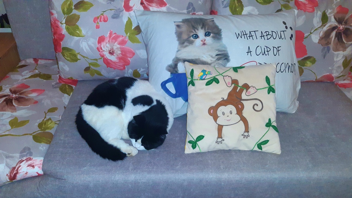 Любимый диван Макса. Здесь, днем, он уединяется и спит