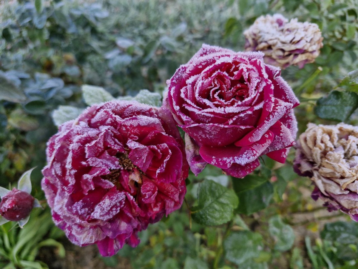 Как будто в сахаре