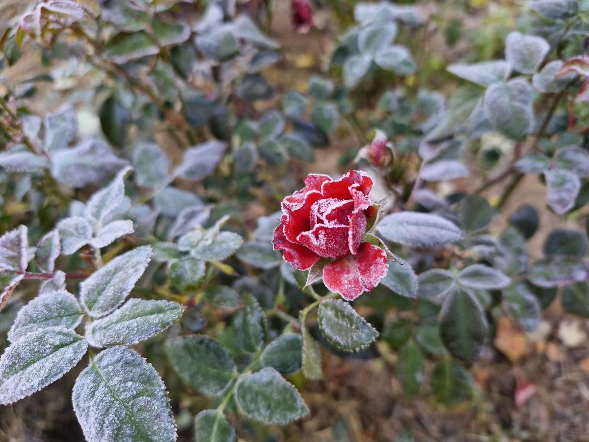Изморозь, глазурь и сахар.