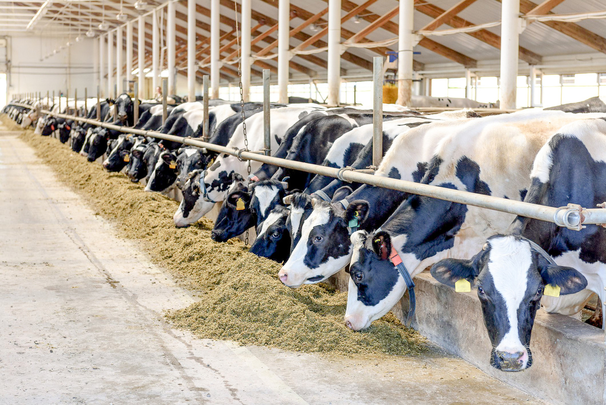 ООО «ЦЕНТРПЛЕМ» основана 10 лет назад. В те годы, как и сейчас, тема качественного генетического материала для нашего молочного животноводства являлась крайне важной