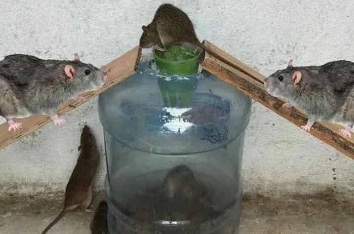 Как избавиться от мышей в доме