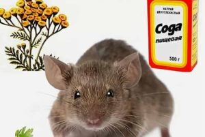 Как избавиться от мышей в доме