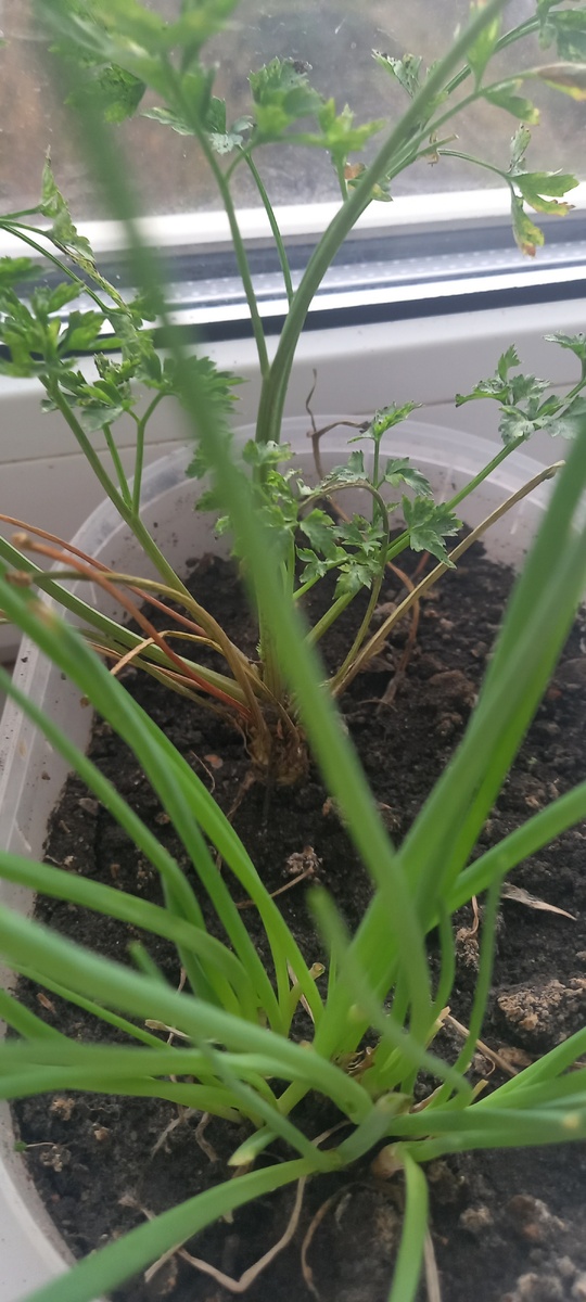 Петрушка и лук на подоконнике.