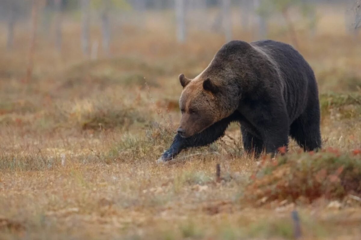    Зверь ничего не взял, никто не пострадал.