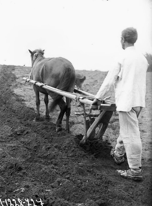 Беликов А.А. Крестьянин, пашущий поле сохой. Карелы. Карелия, Олонецкий р-он. 1927г.