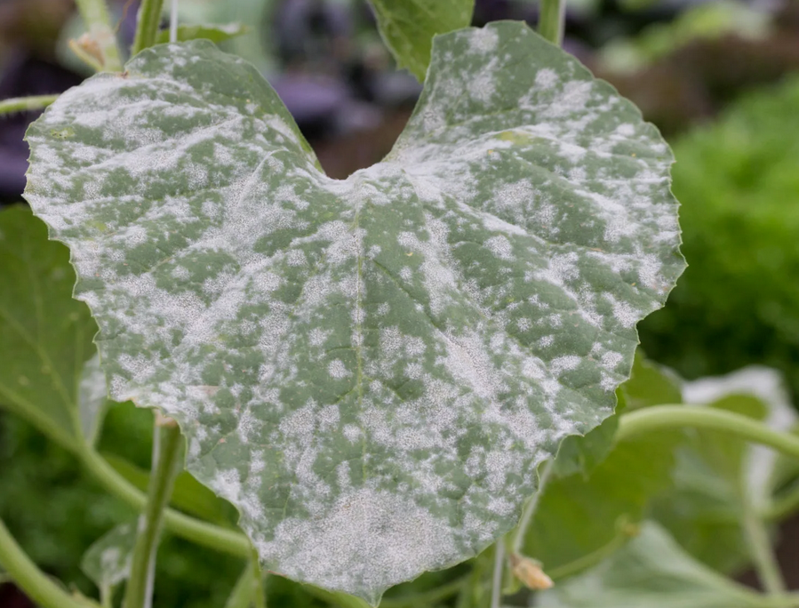 Признак болезни