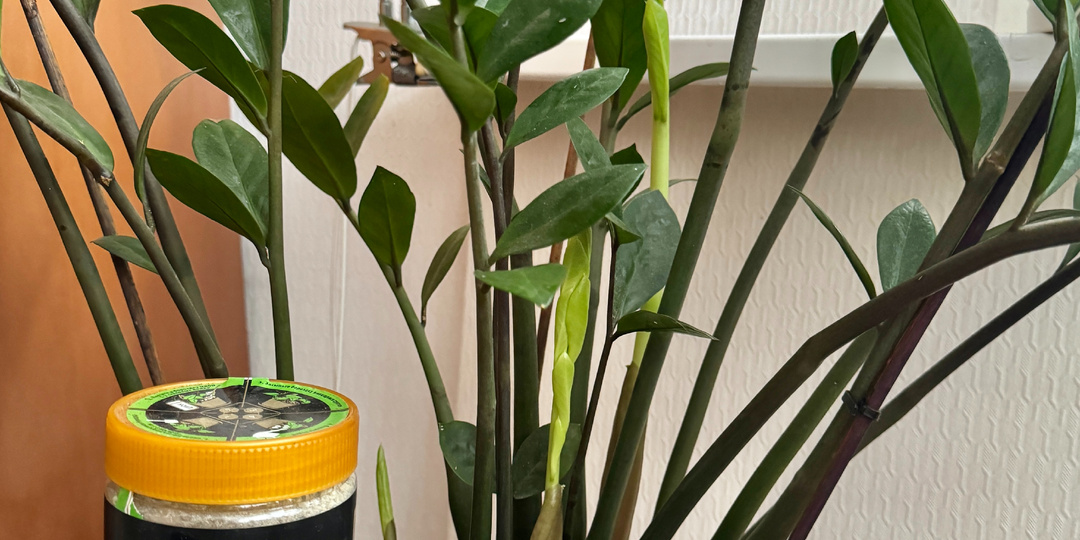 Почему замиокулькас не выпускает новые листья?