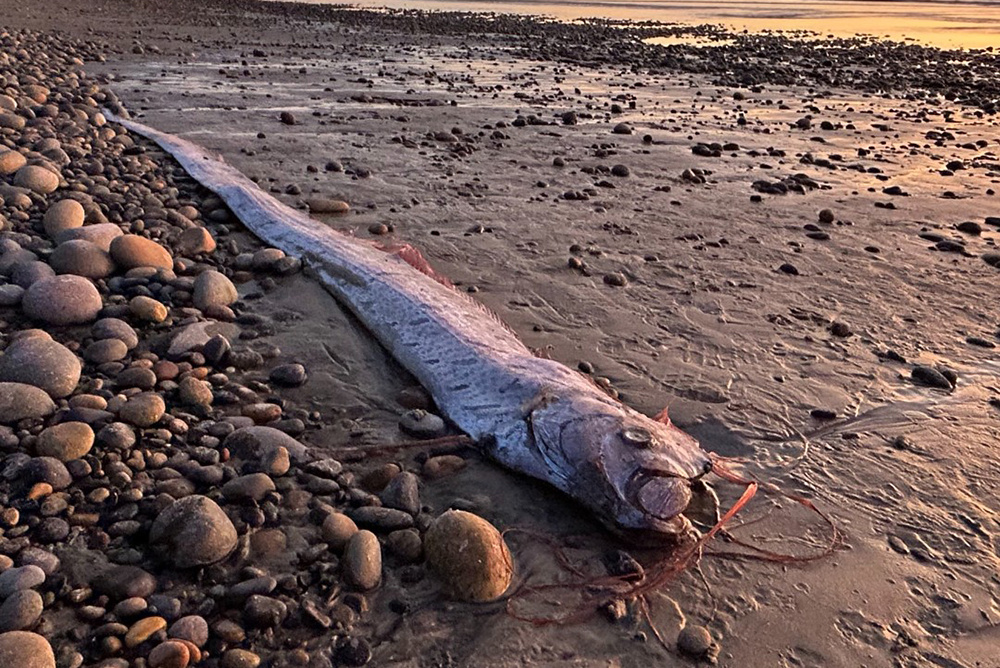     Фото: Scripps Institution of Oceanography