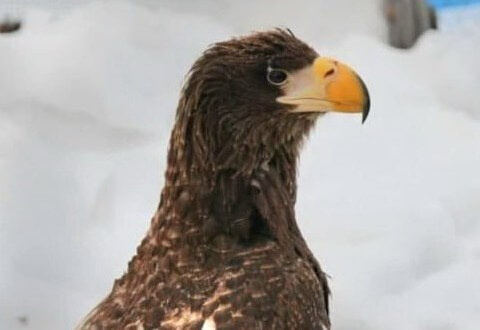    Фото: Росприроднадзор