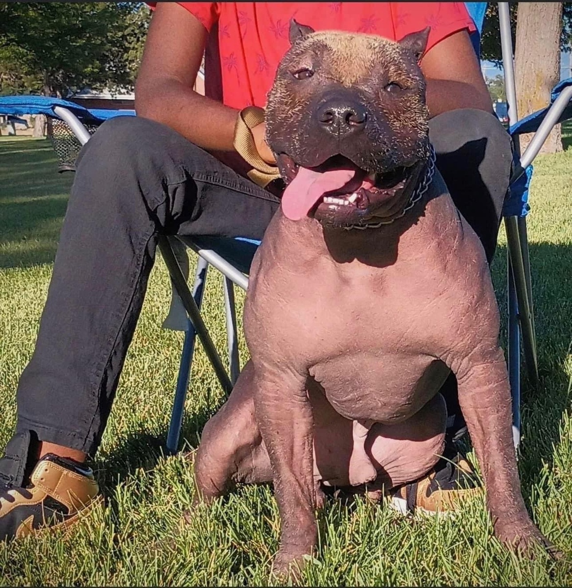 Лысый булли