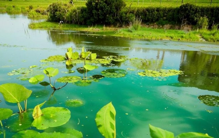    Значительное ужесточение пестицидной политики вводят в Нидерландах с 2025 года