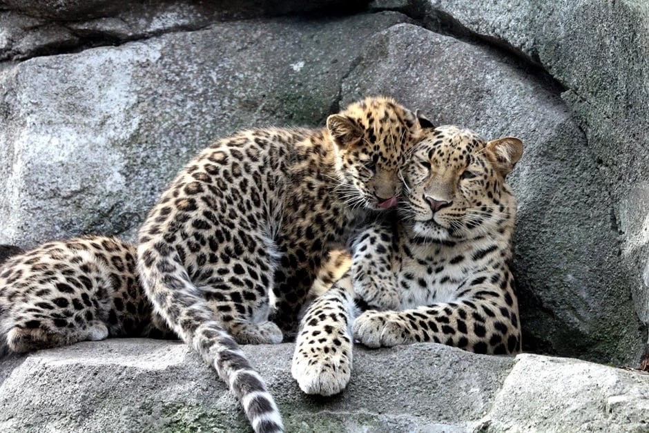 Источник фото: фото пресс-службы ФГБУ «Земля леопарда»