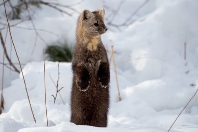 Источник фото: n9j6xm3p6gw929cui6270q61z7ghgecs.jpg