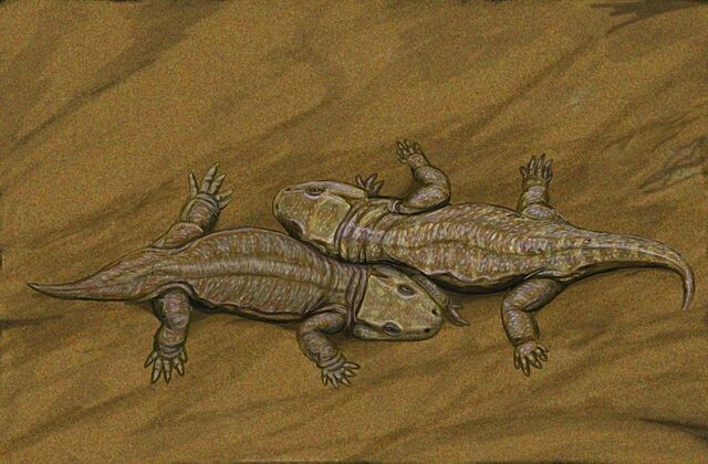 Две сеймурии.