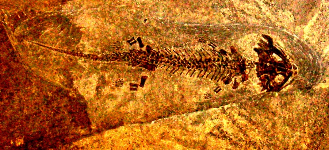 Дискозавриск австрийский.