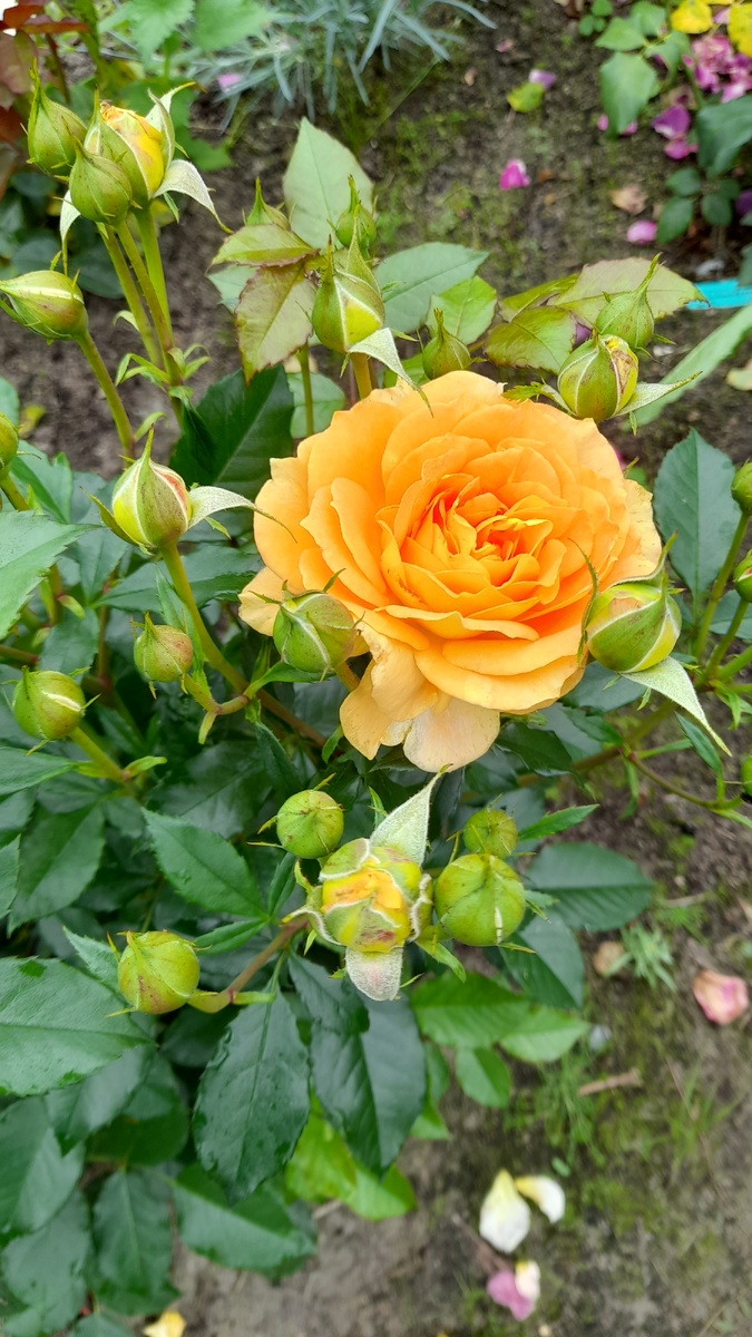 Гольдельзе, флорибунда. Фото автора