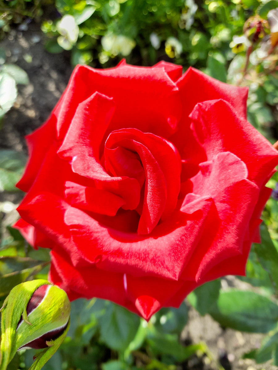 Чёрная Магия, чайно-гибридная. Фото автора