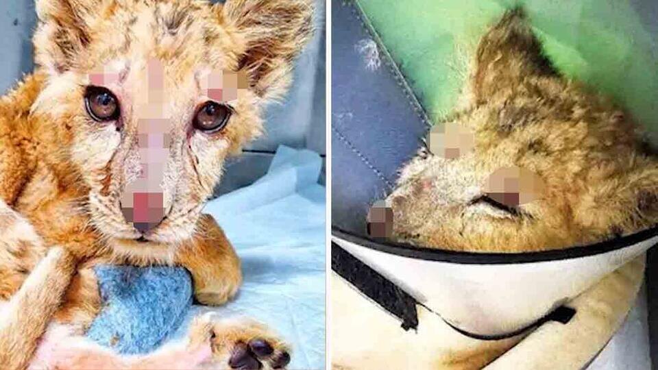 Фото: © Использованы материалы: Скриншот видео