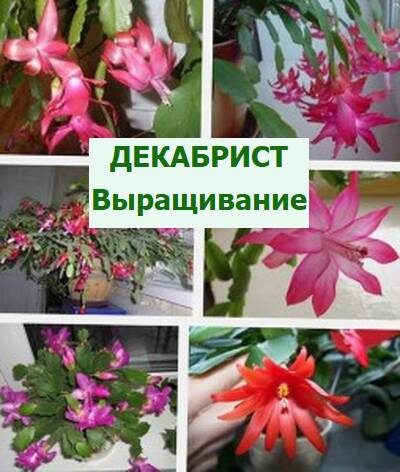 Комнатный цветок декабрист – уход и условия выращивания