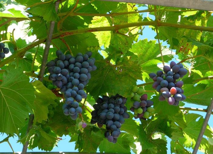 Как ухаживать за виноградом: шесть подкормок для щедрого урожая