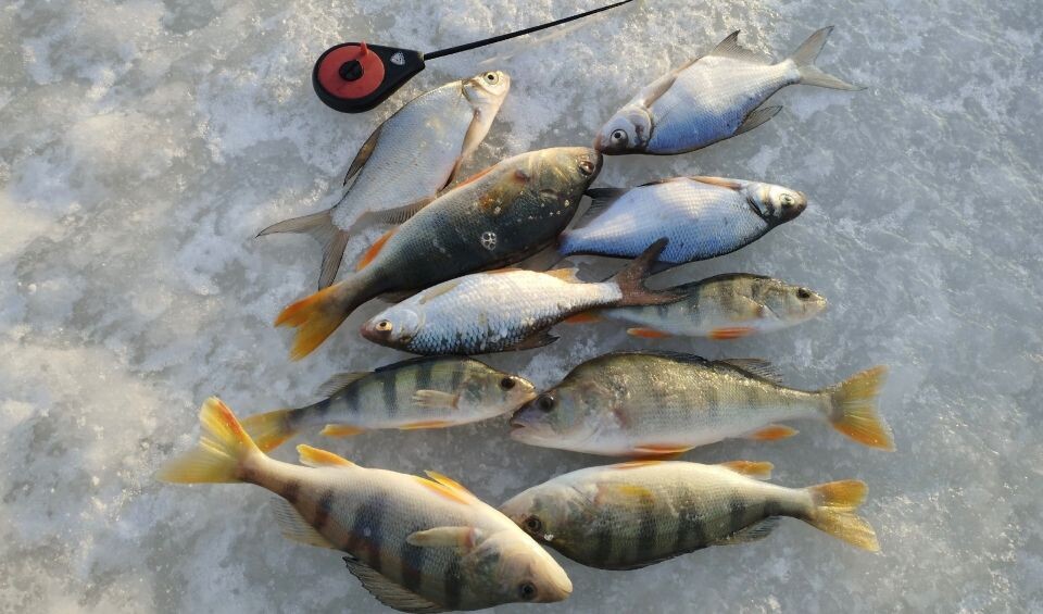    Зимняя рыбалка в Алтайском крае. Источник: "Рыбак — 22"