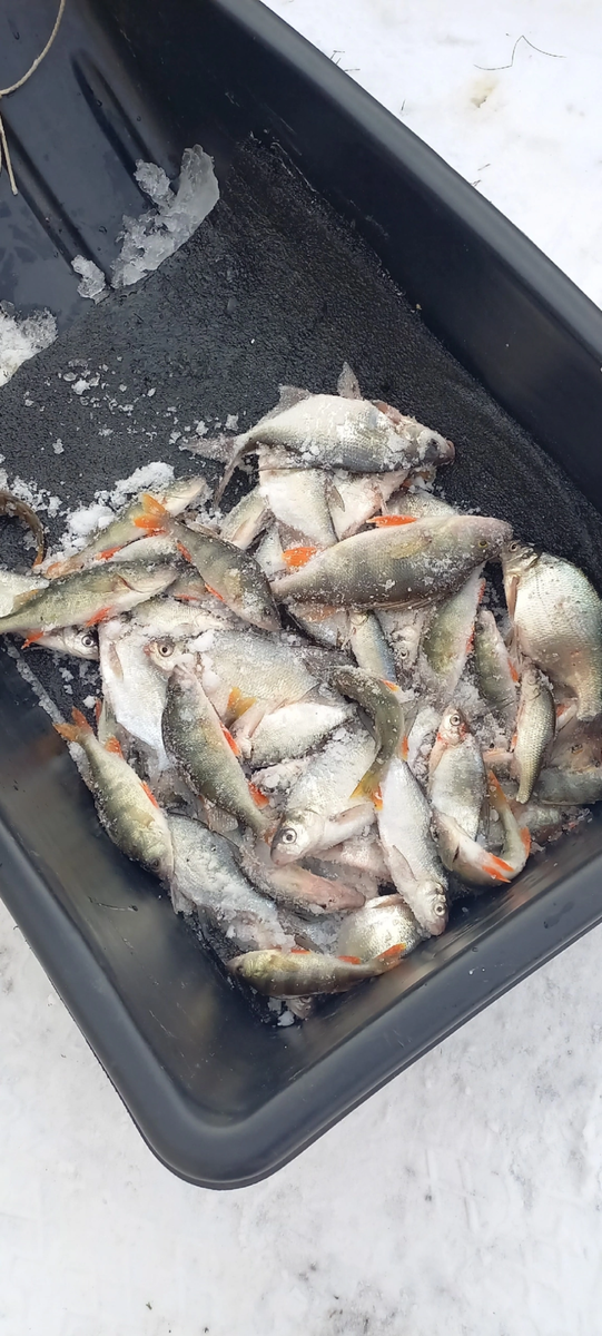    Зимняя рыбалка в Алтайском крае. Источник: "Рыбак — 22"