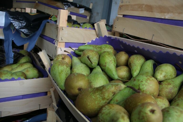    «Конференцию» отменили. Через границу в Оренбуржье не пустили 180 тонн санкционных груш Марина Шарт