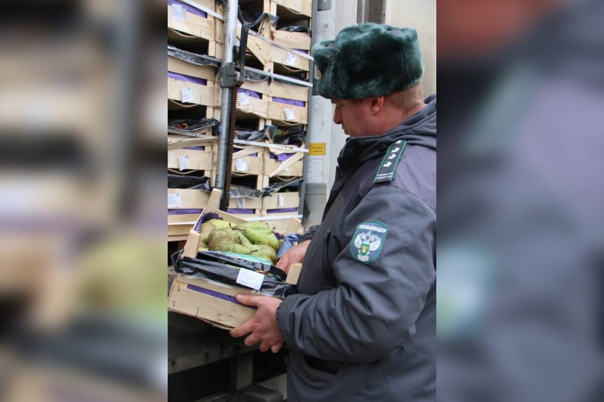  📷    «Конференцию» отменили. Через границу в Оренбуржье не пустили 180 тонн санкционных груш Марина Шарт