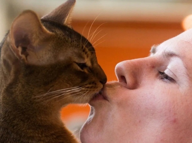 Можно ли целовать кошку в мордочку