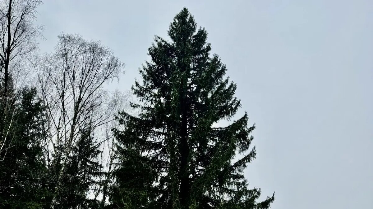     © Пресс-служба Управления делами президента Российской Федерации