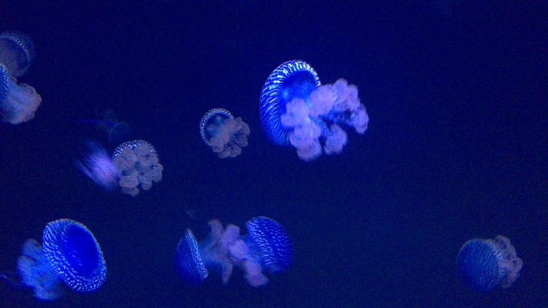 Лиссабон - фото Лины Яндараевой