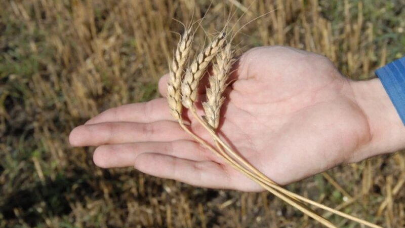     Пшеница с Алтайских полей Анна Зайкова