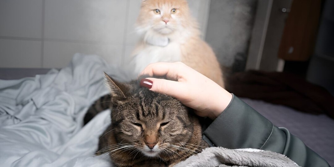 Стоит ли заводить новую кошку после утраты любимого питомца?