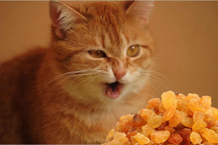 источник Яндекс-картинки