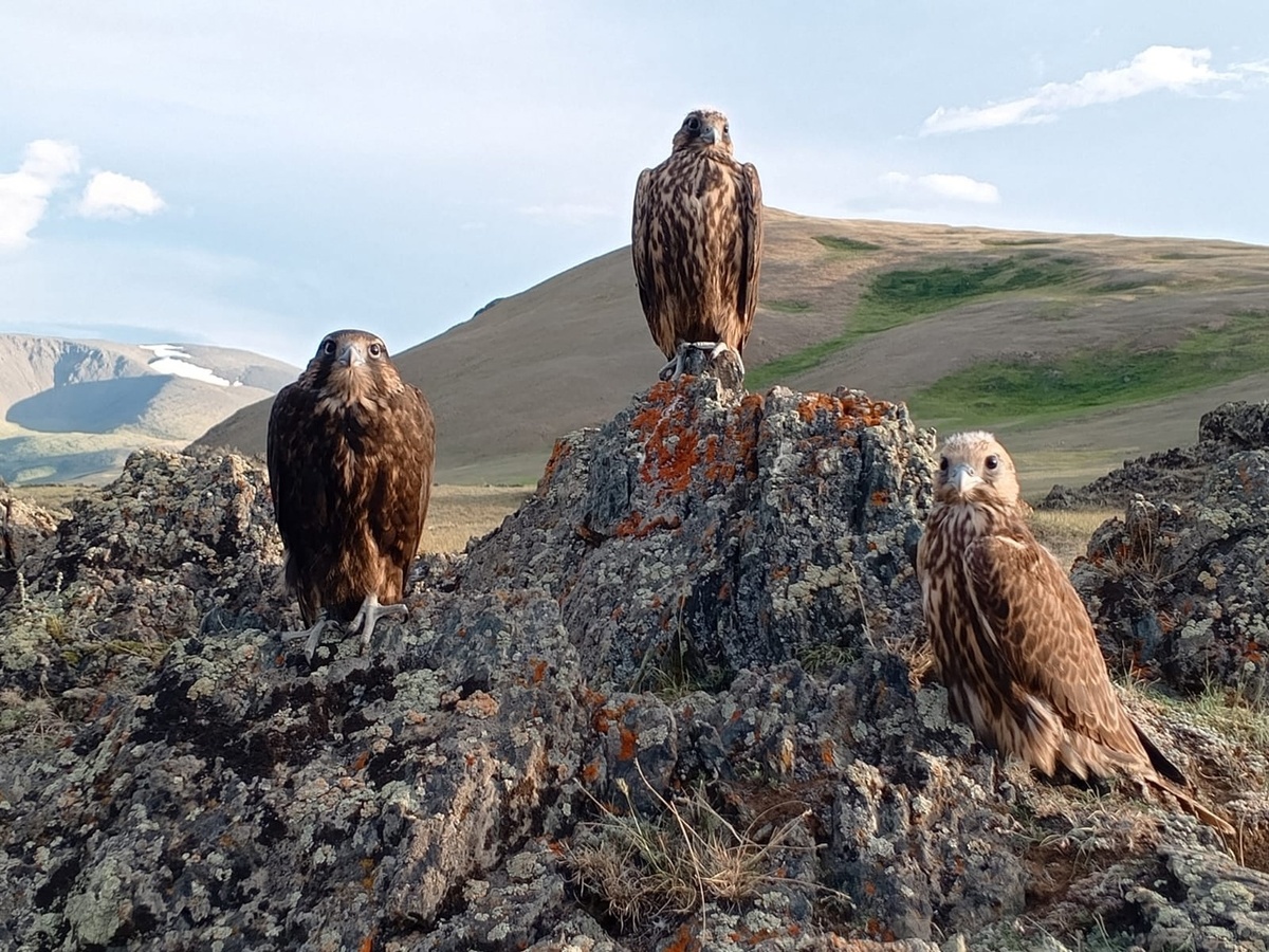 Фото со страницы Цента Холзан. В 2024 году более 30 соколят, рожденных в неволе, стали свободными птицами и пополнили популяцию исчезающего вида в трех регионах России.