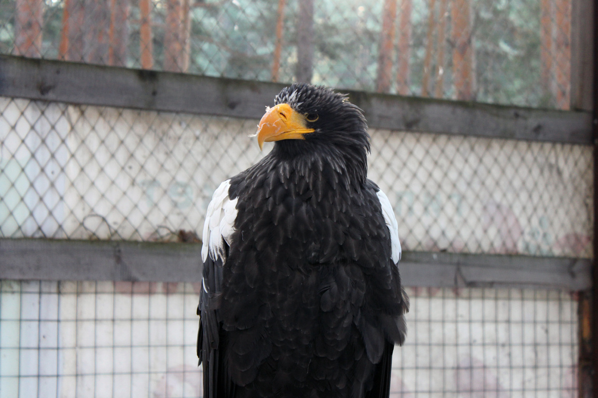 Фото автора. Центр реабилитации хищных птиц Холзан